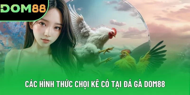 Các hình thức chọi kê có tại đá gà DOM88 Các hình thức chọi kê có tại đá gà DOM88