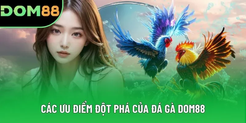Các ưu điểm đột phá của đá gà DOM88 Các ưu điểm đột phá của đá gà DOM88
