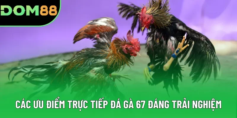 Các ưu điểm khiến trực tiếp đá gà 67 đáng trải nghiệm Các ưu điểm khiến trực tiếp đá gà 67 đáng trải nghiệm