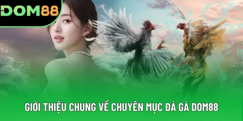 Giới thiệu chung về chuyên mục đá gà DOM88 Giới thiệu chung về chuyên mục đá gà DOM88
