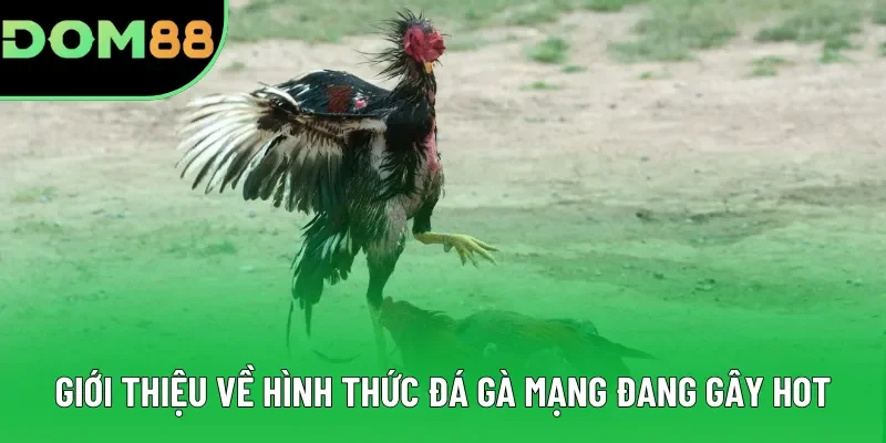 Giới thiệu về hình thức đá gà mạng đang gây hot Giới thiệu về hình thức đá gà mạng đang gây hot