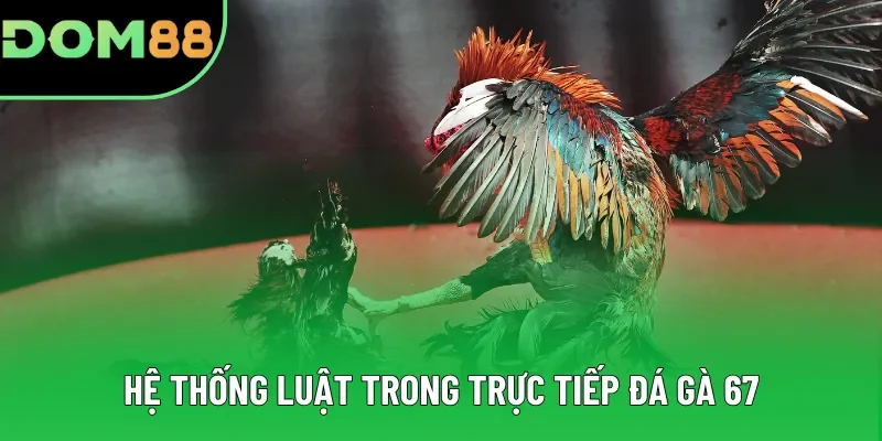 Hệ thống luật trong trực tiếp đá gà 67 Hệ thống luật trong trực tiếp đá gà 67