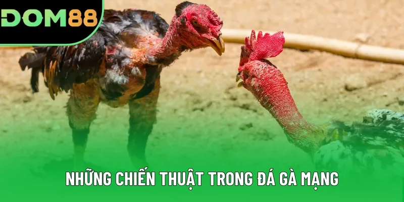 Những chiến thuật trong đá gà mạng Những chiến thuật trong đá gà mạng