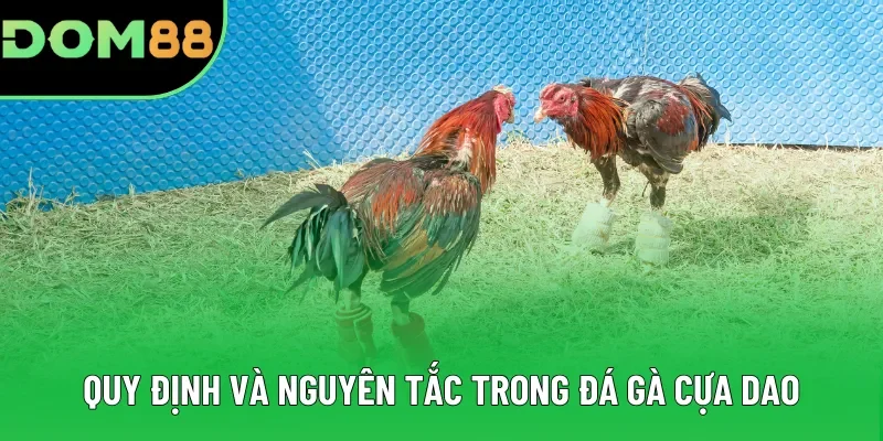 Quy định và nguyên tắc trong đá gà cựa dao Quy định và nguyên tắc trong đá gà cựa dao