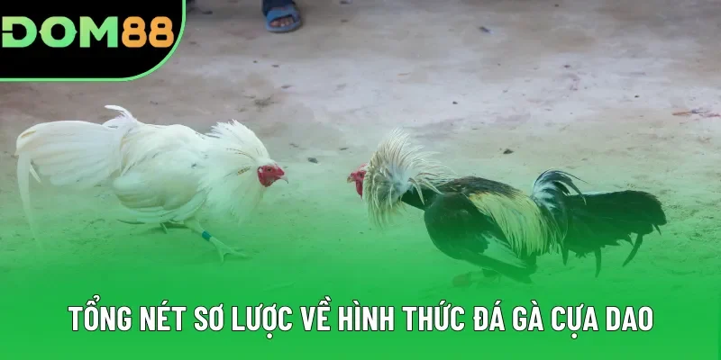 Tổng nét sơ lược về hình thức đá gà cựa dao Tổng nét sơ lược về hình thức đá gà cựa dao